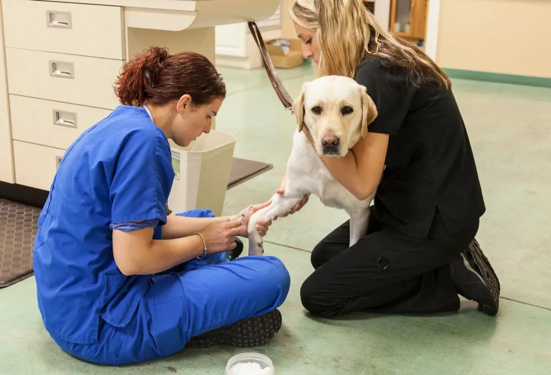 Why Epoxy Flooring is the Best Choice for Animal Care Facilities