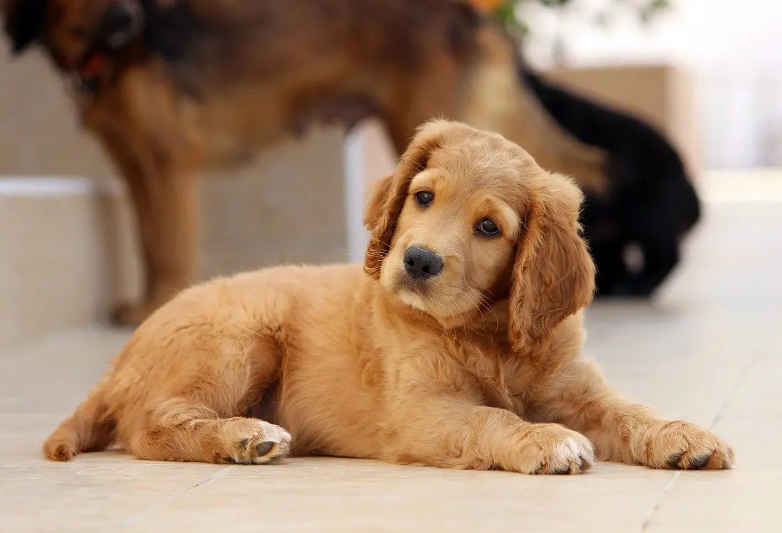 Animal Safe Epoxy Flooring For Your Veterinary Practice