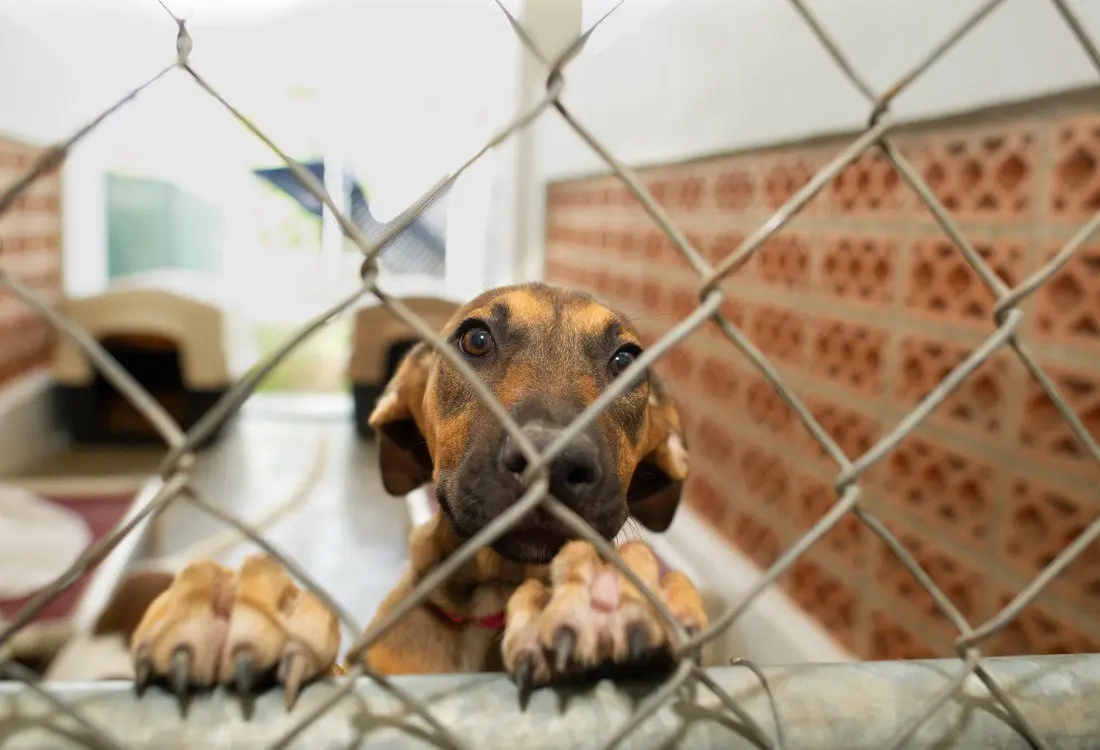Flooring For Animals Shelters For Hygiene, Safety And Comfort